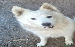 Raza Mixta perros en venta: Perra pastor blanco suizo con samoyedo - Imagen 2