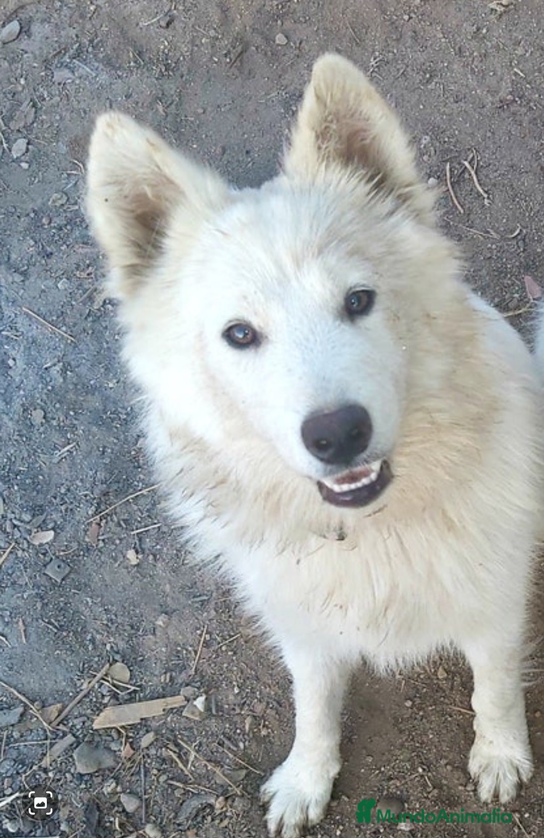 Raza Mixta perros en venta: Perra pastor blanco suizo con samoyedo - Imagen 2