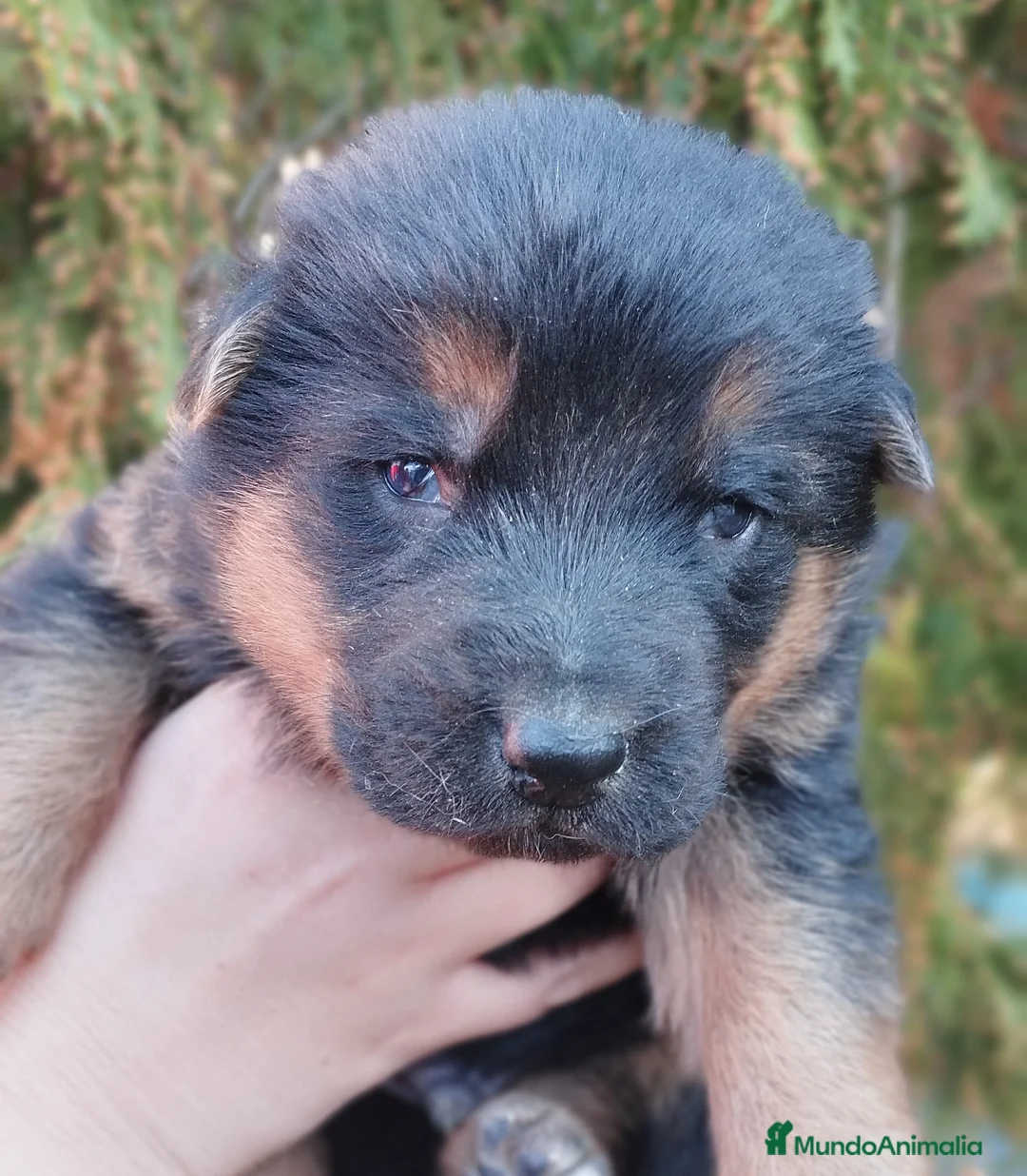 Pastor Alemán perros en venta: Cadells Pastor Alemany, Cachorros Pastor Alemán en Barcelona - Anuncio 2