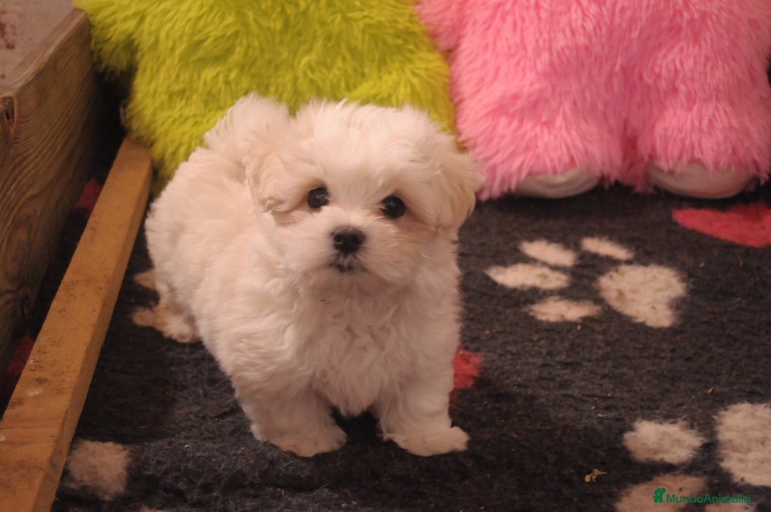 Bichón Maltés perros en venta: Preciosos cachorros maltés  - Anuncio 6