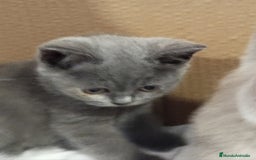 Británico de Pelo Corto Azul gatos en venta: British Shorthair  - Imagen 14