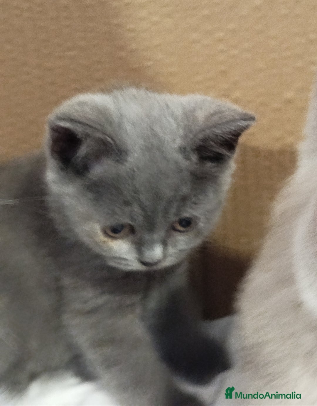 Británico de Pelo Corto Azul gatos en venta: British Shorthair  - Imagen 14