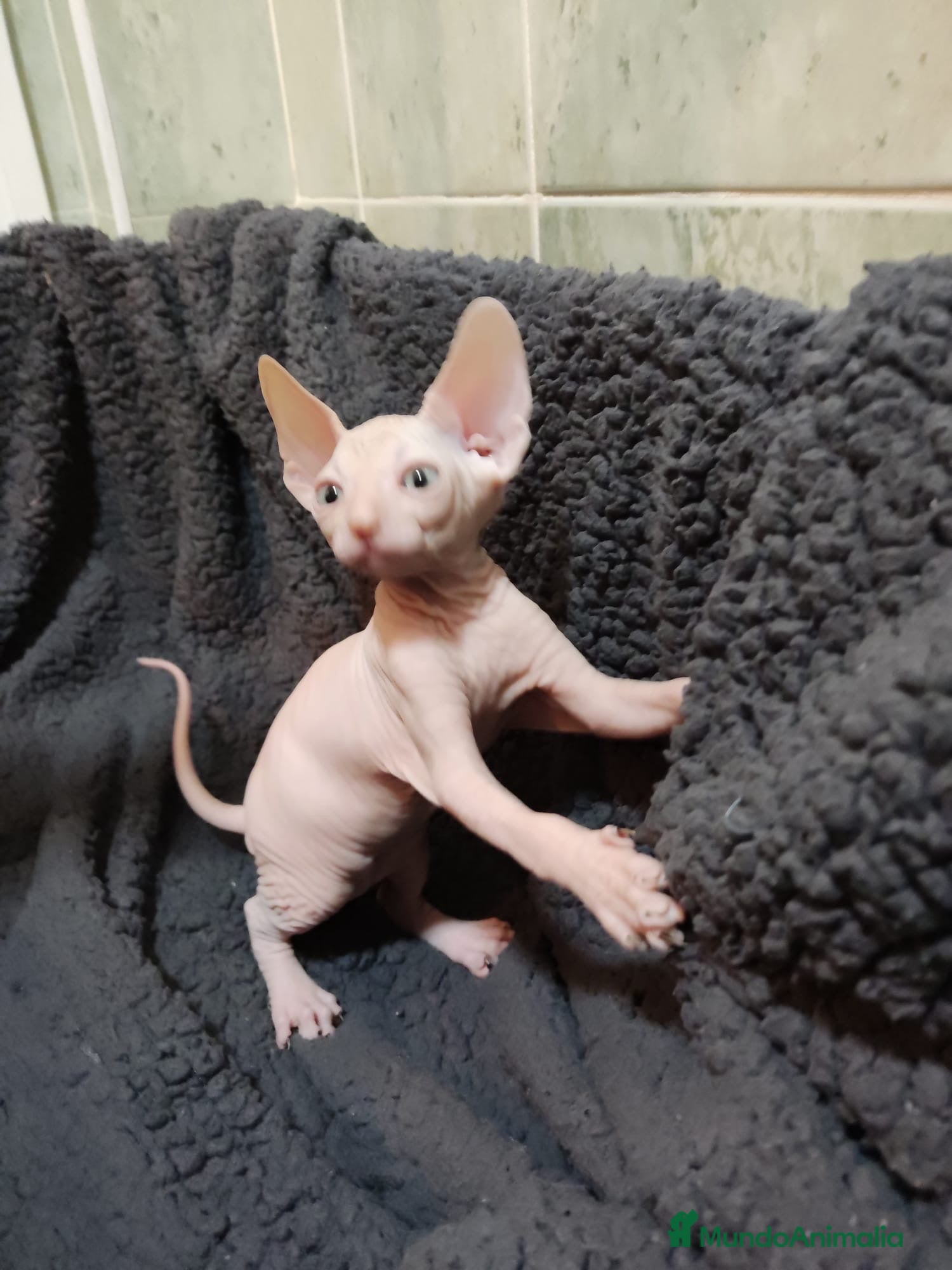 Sphynx gatos gatos sphynx - Anuncio 1
