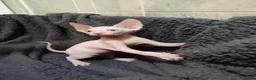 Sphynx gatos en venta: gatos sphynx - Anuncio 1