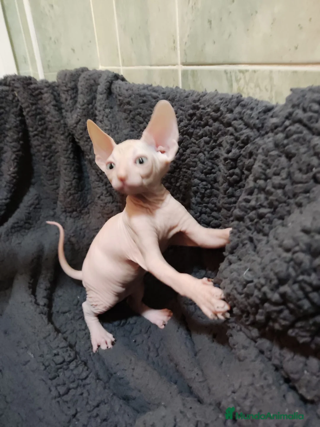 Sphynx gatos en venta: gatos sphynx - Anuncio 1