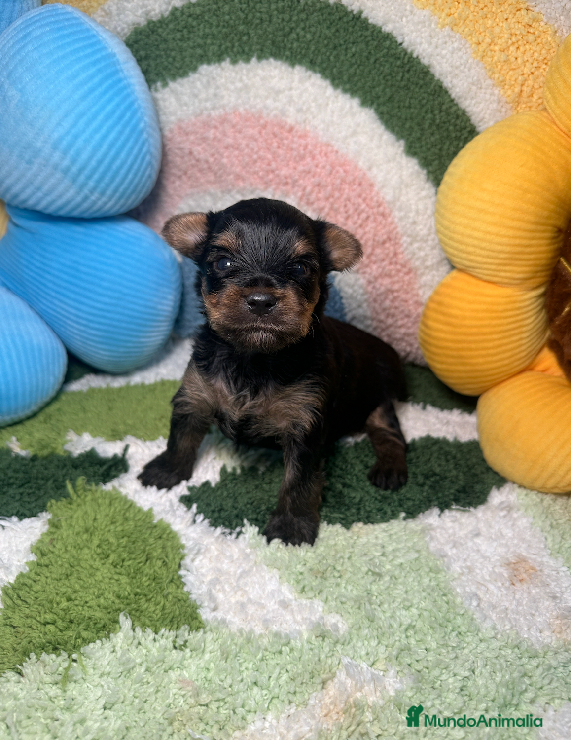 Yorkshire Terrier perros Yorkshire Terrier - Anuncio 1