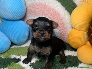 Yorkshire Terrier perros Yorkshire Terrier - Anuncio 1