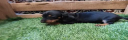 Teckel Miniatura perros en venta: Teckel kaninchen  - Anuncio 2