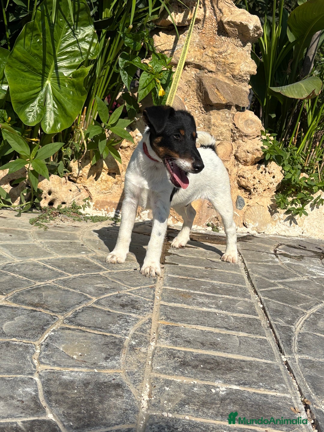 Fox Terrier de Pelo Liso perros en venta: Disponible preciosa camada fox terrier  - Imagen 3