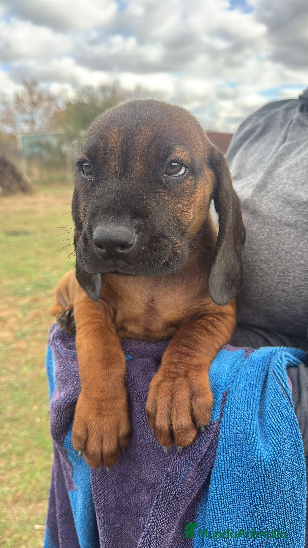 Sabueso de Sangre de Baviera perros en venta: SABUESO DE SANGRE BAVIERA, ULTIMO PRECIO. - Anuncio 1