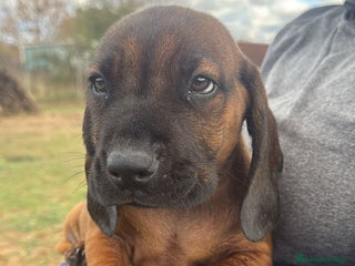 Sabueso de Sangre de Baviera perros SABUESO DE SANGRE BAVIERA, ULTIMO PRECIO. - Anuncio 1