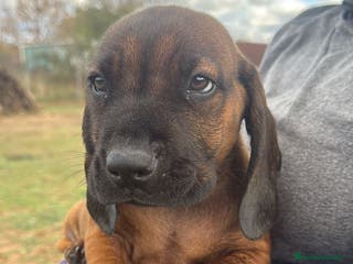 Sabueso de Sangre de Baviera perros SABUESO DE SANGRE BAVIERA, ULTIMO PRECIO. - Anuncio 12