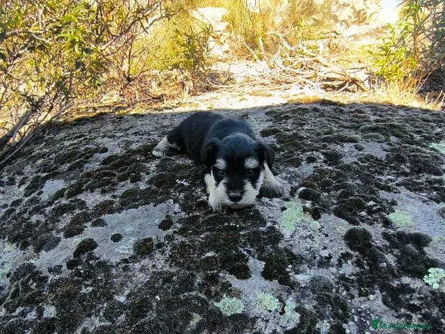 Schnauzer Miniatura perros en venta: Camada de shazaucer - Anuncio 1
