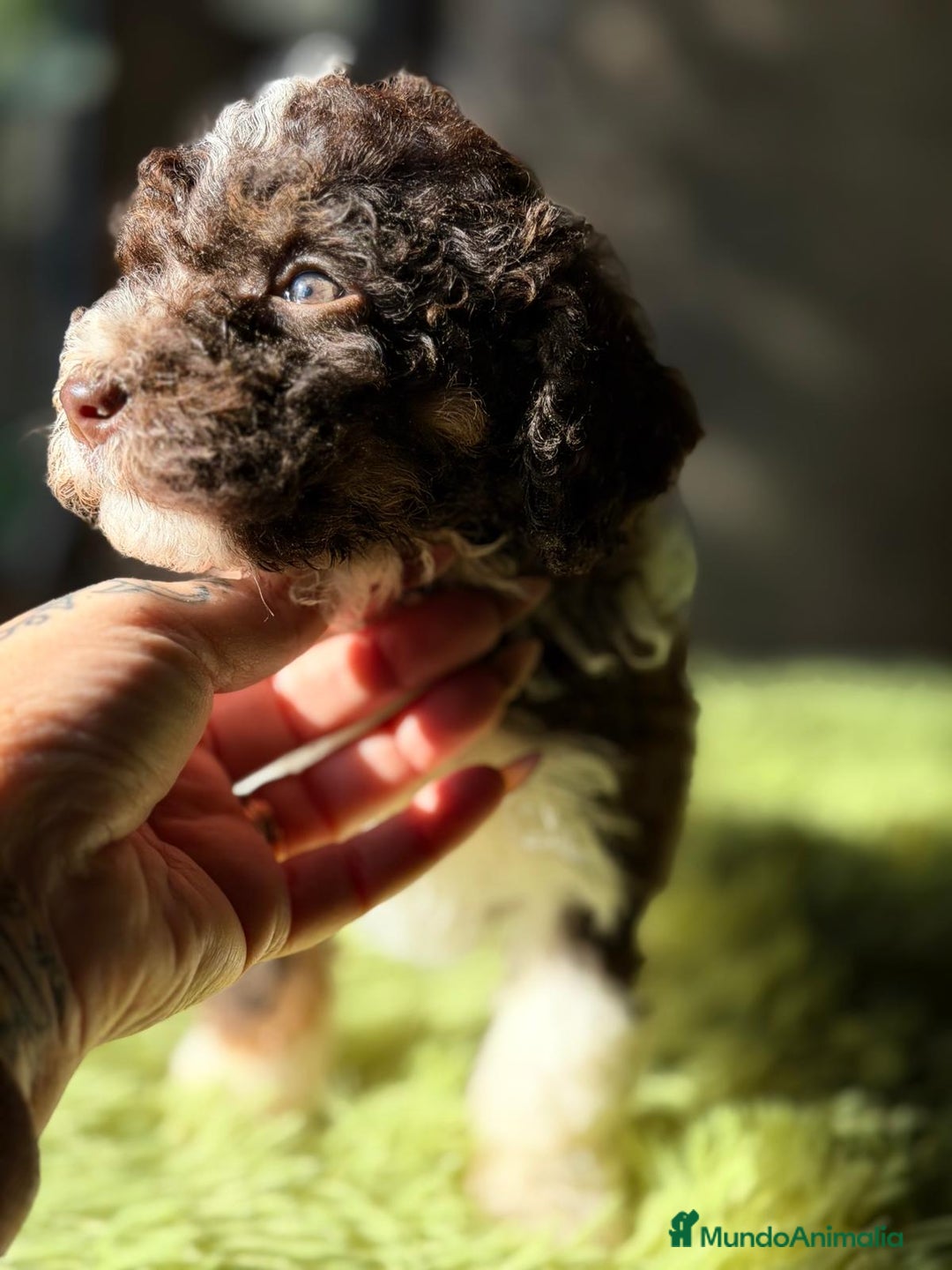 Perro de Agua Español perros en venta: PERRO DE AGUA CHOCOLATE Y BLANCO - Anuncio 4