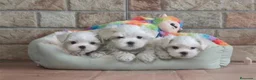 Bichón Maltés perros en venta: CACHORROS DE BICHÓN MALTES - Anuncio 6