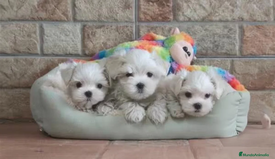 Bichón Maltés perros en venta: CACHORROS DE BICHÓN MALTES - Anuncio 6
