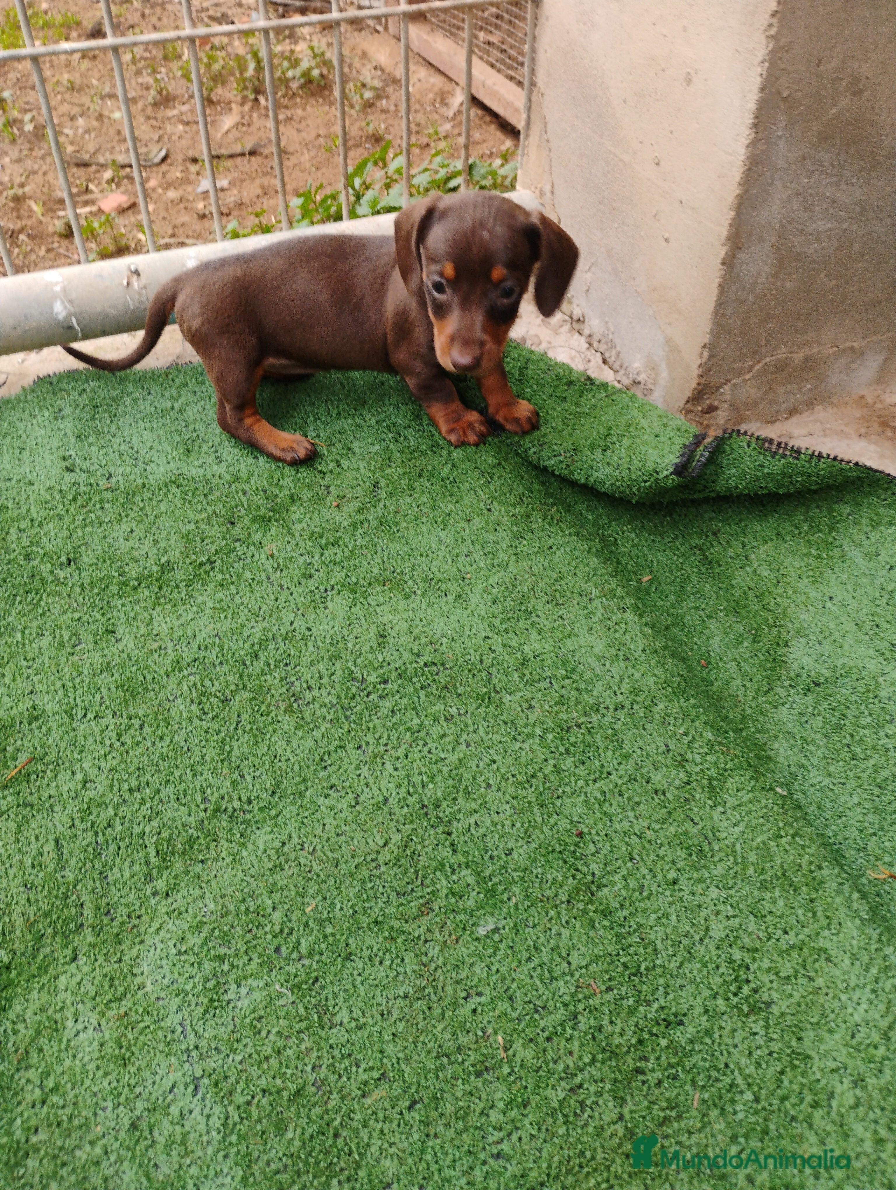 Teckel Miniatura perros Cachorra teckel chocolate mini - Anuncio 6