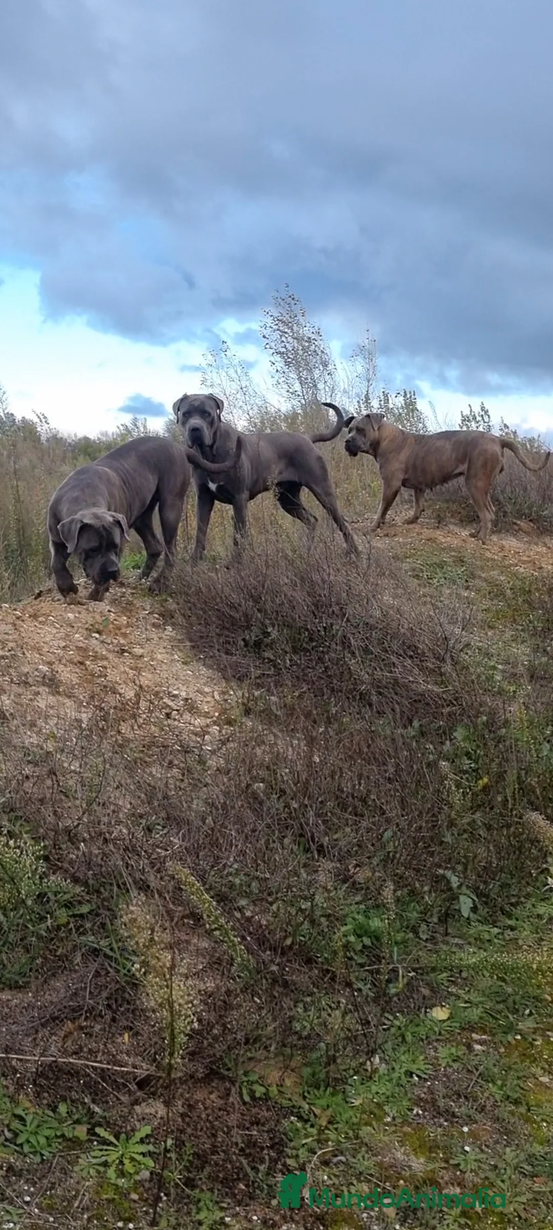 Imagen de galería {{count}}