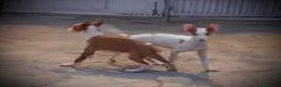 Podenco Ibicenco perros en venta: Podencos ibicencos  - Anuncio 1