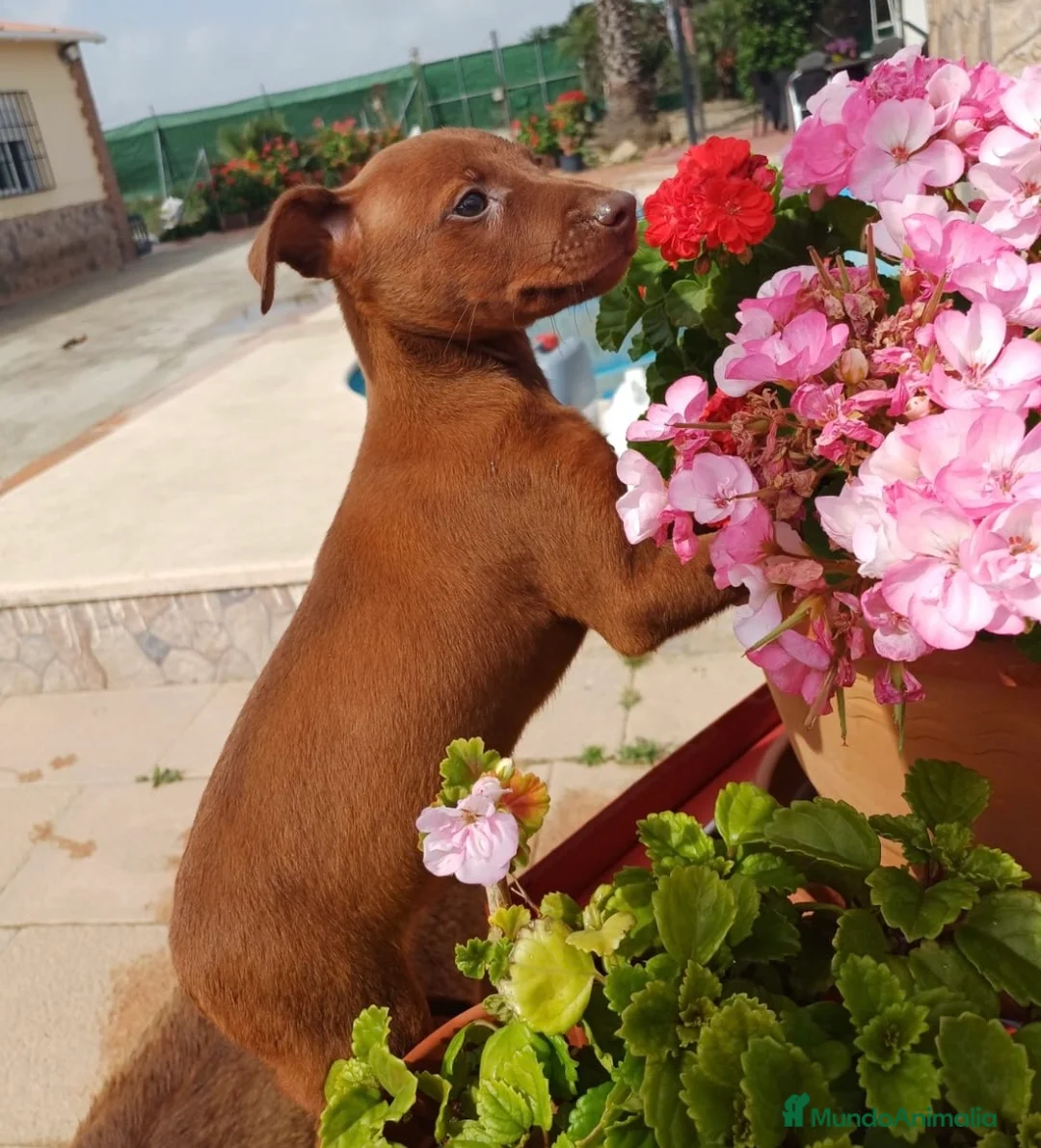 Pinscher Miniatura perros en venta: Mini pinscher rojo🐾🐶 en Sevilla - Anuncio 3
