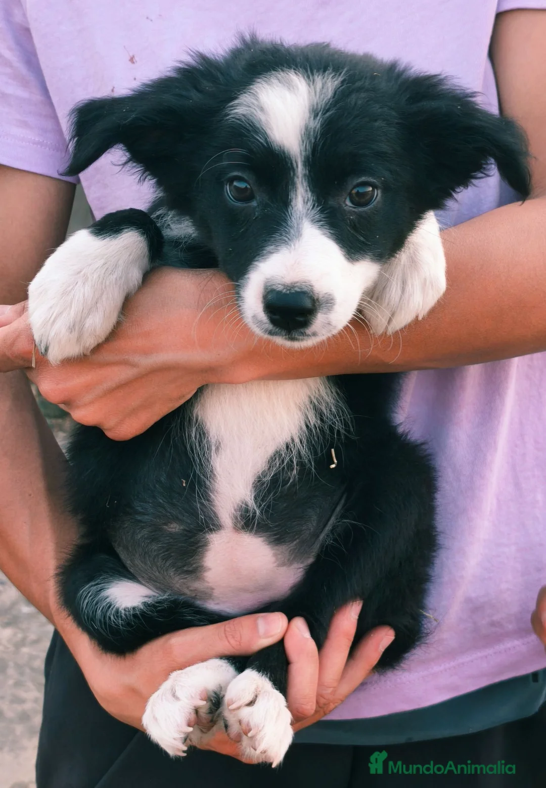 Border Collie perros en venta: Cachorros border collie económicos! 300€ - Anuncio 1