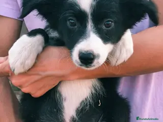 Border Collie perros Cachorros border collie puros! - Anuncio 2