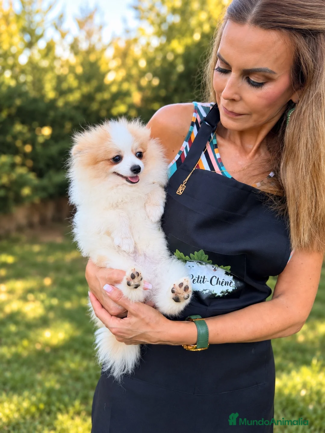 Pomerania perros en venta: Macho Pomerania Particolor Naranja - Anuncio 2