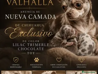 Chihuahua perros Camada de chihuahua trimerle lila choco - Anuncio 6