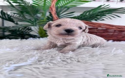 Maltipoo perros en venta: MALTIPOO MACHO - Imagen 18