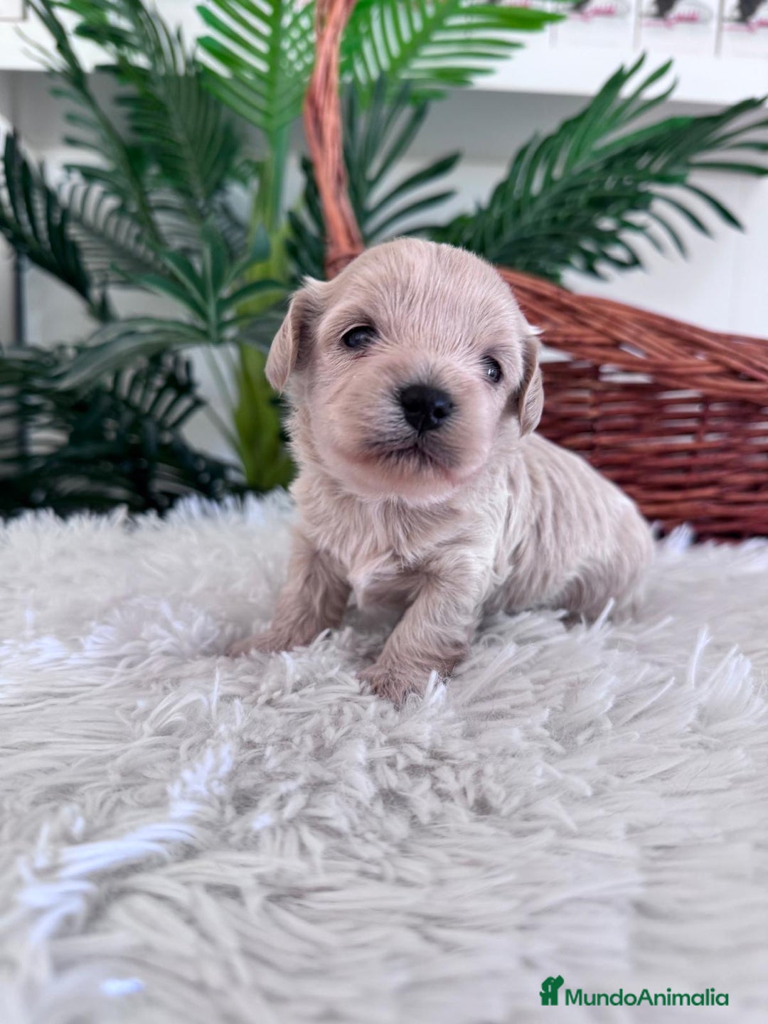 Maltipoo perros en venta: MALTIPOO MACHO - Imagen 18