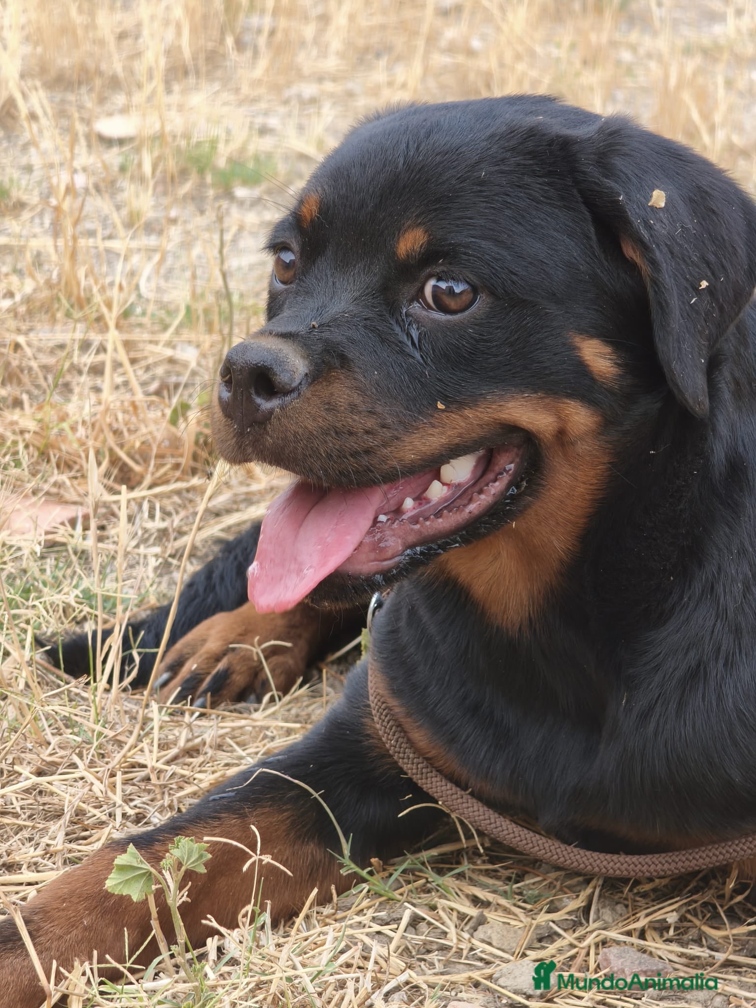 Rottweiler perros ROTTWEILER - 3 MESES  - Anuncio 1