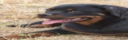 Rottweiler perros en venta: ROTTWEILER - 3 MESES  - Anuncio 1