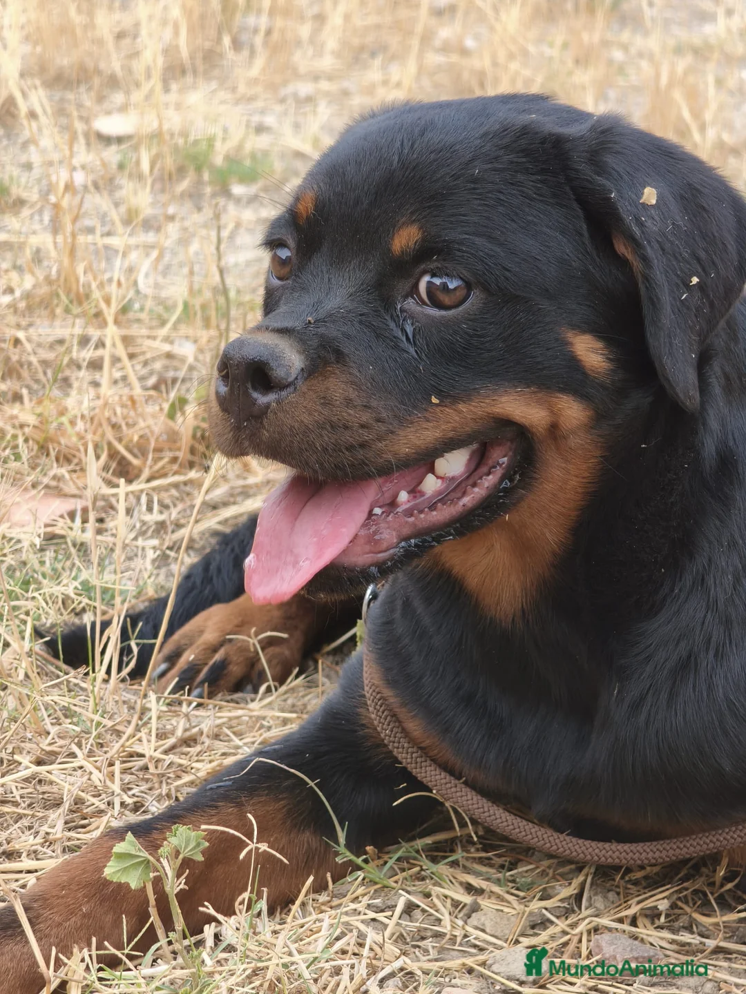 Rottweiler perros en venta: ROTTWEILER - 3 MESES  - Anuncio 1