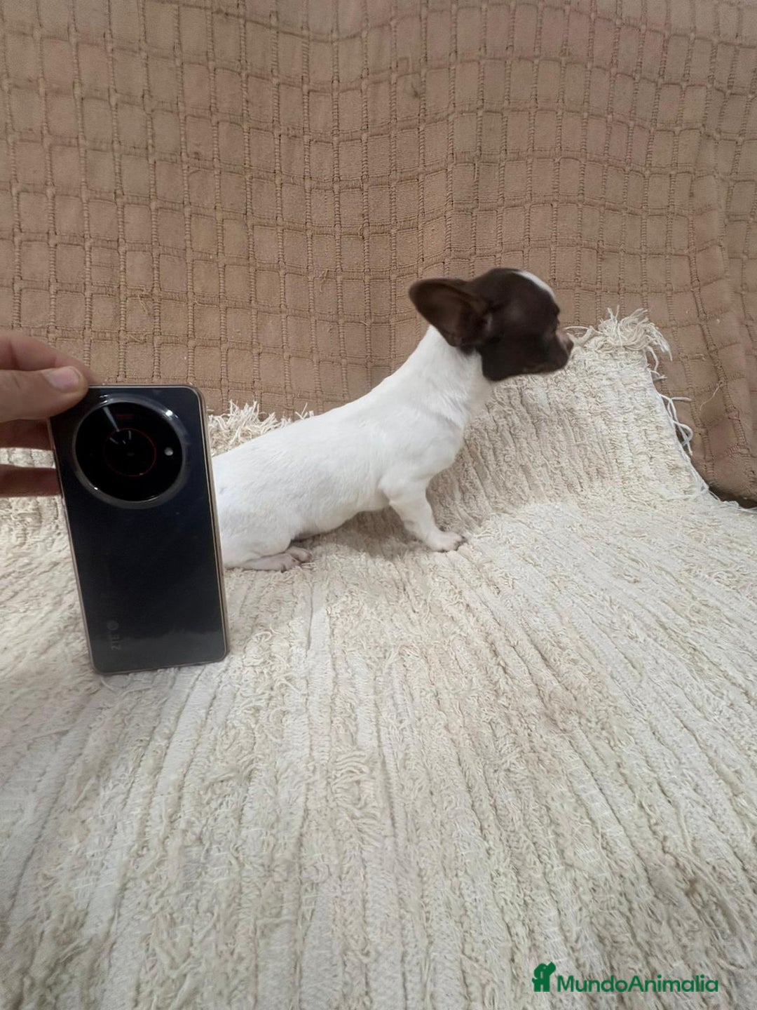 Chihuahua perros en venta: Chihuahua rusa blanca chocolate  - Anuncio 5