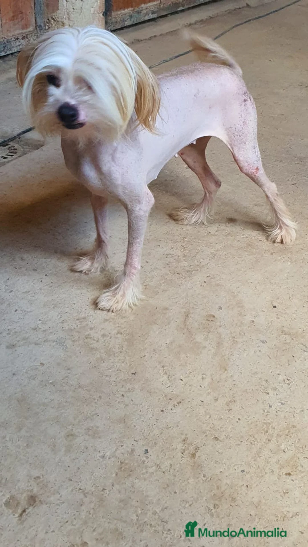 Otras razas perros en venta: Crestados Chinos en Sevilla - Anuncio 9