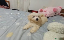 Maltipoo perros en venta: OFERTA ESPECIAL PARA MACHITO MALTIPOO - Imagen 2