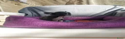 Chihuahua perros en venta: PRECIOSOS CHIHUAHUA RUSO Y ASIÁTICO - Anuncio 12