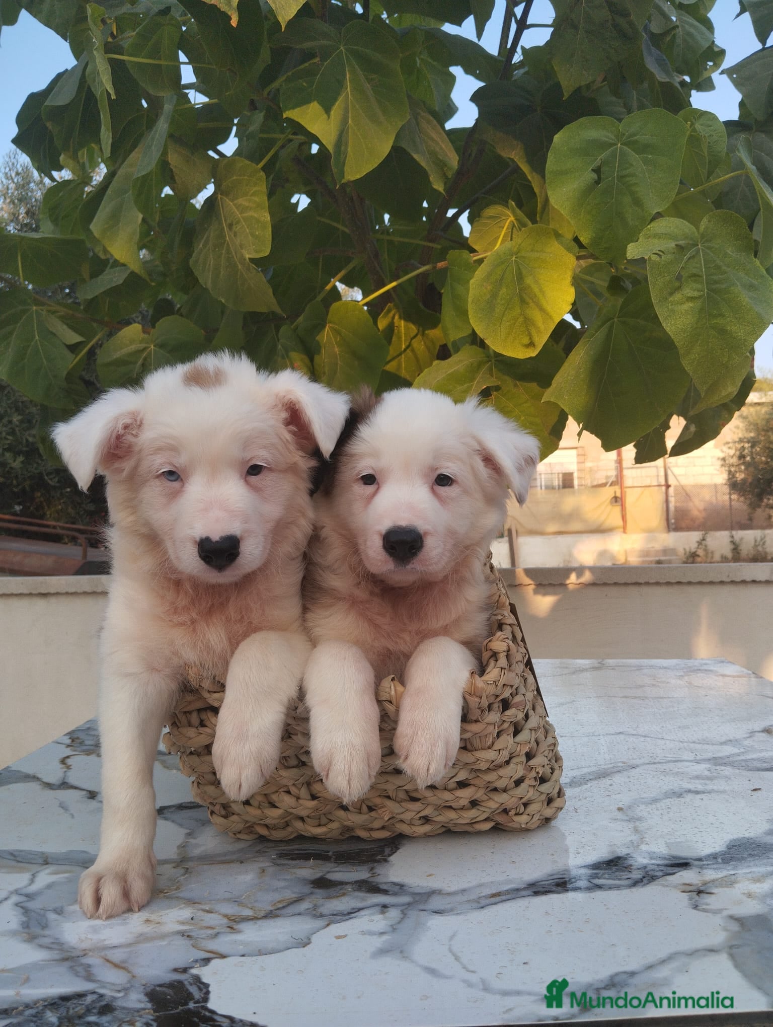 Border Collie perros Camada de Border Collie - Anuncio 1