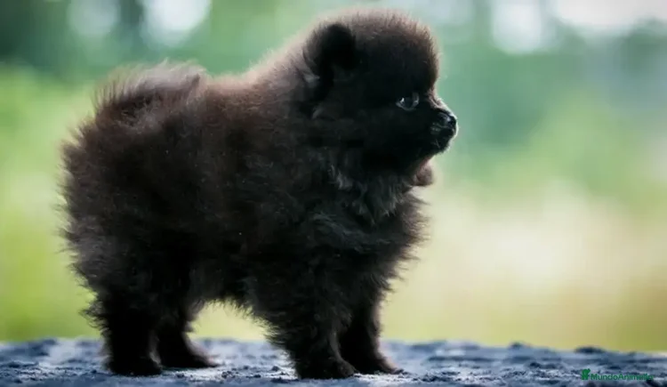 Pomerania perros pomerania - Anuncio 3