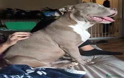 American Bully perros en venta: American Bully XL - Imagen 4