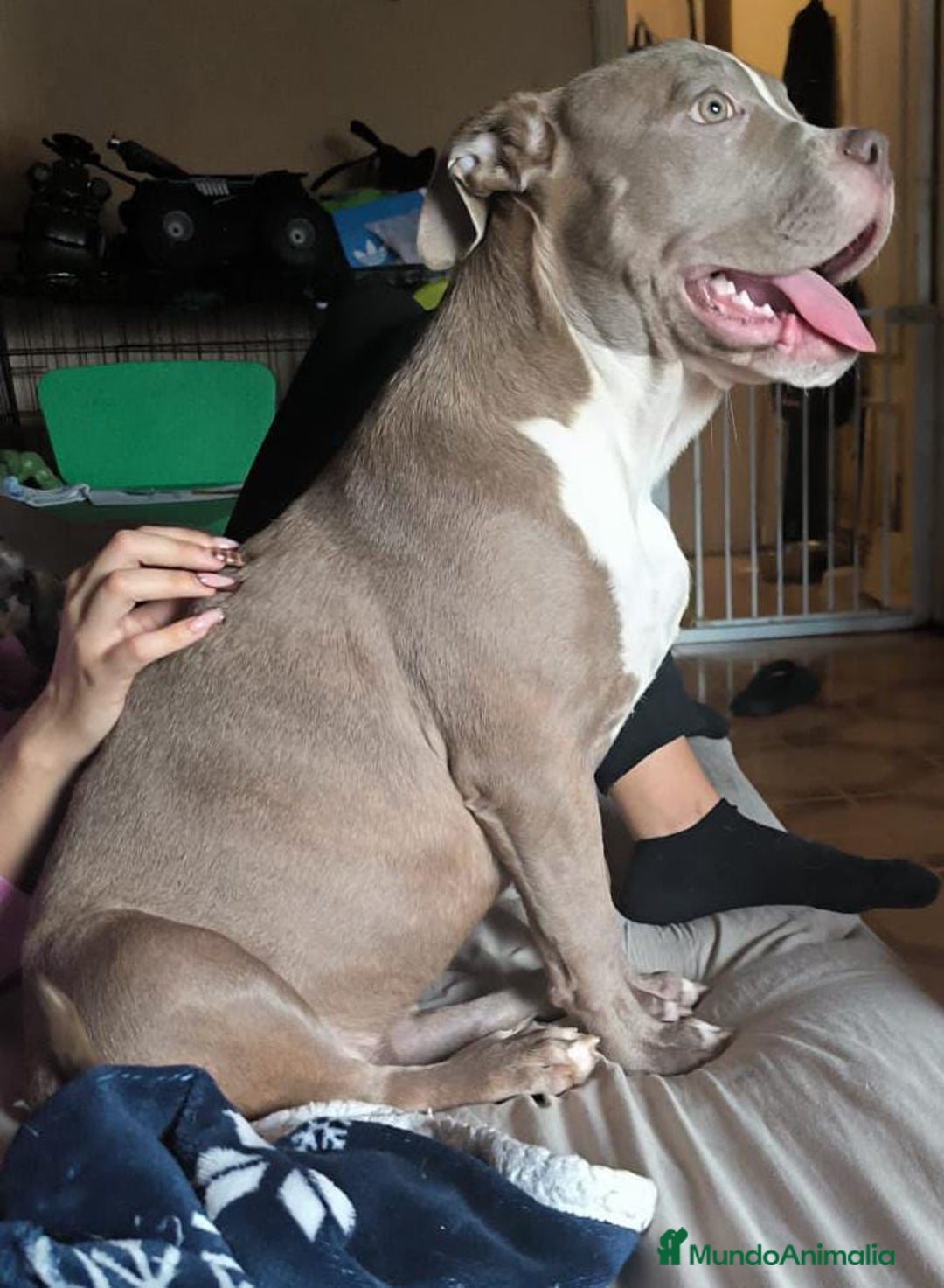 American Bully perros en venta: American Bully XL - Imagen 4