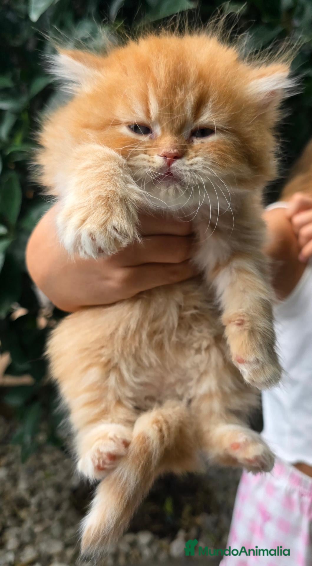 Británico de Pelo Corto gatos Gatcot.com - Anuncio 1