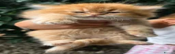 Británico de Pelo Corto gatos en venta: Gatcot.com - Anuncio 1