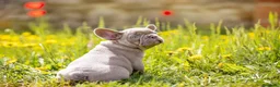 Bulldog Francés perros en venta: BULLDOG FRANCES EXOTICOS - BARCELONA  - Anuncio 13