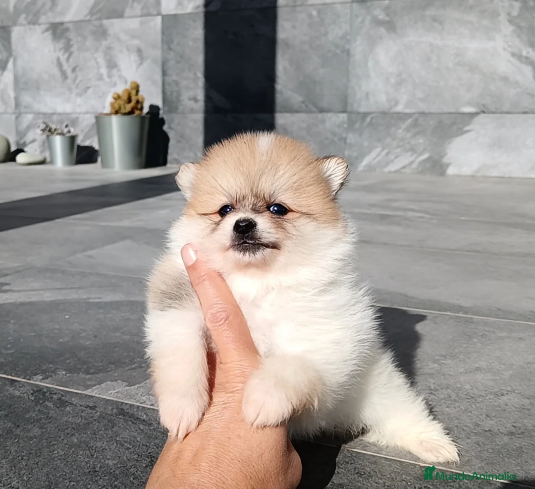 Pomerania perros en venta: Pomerania  - Anuncio 3