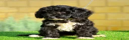 Perro de Agua Español perros en venta: Perro de agua , cachorros  - Anuncio 32