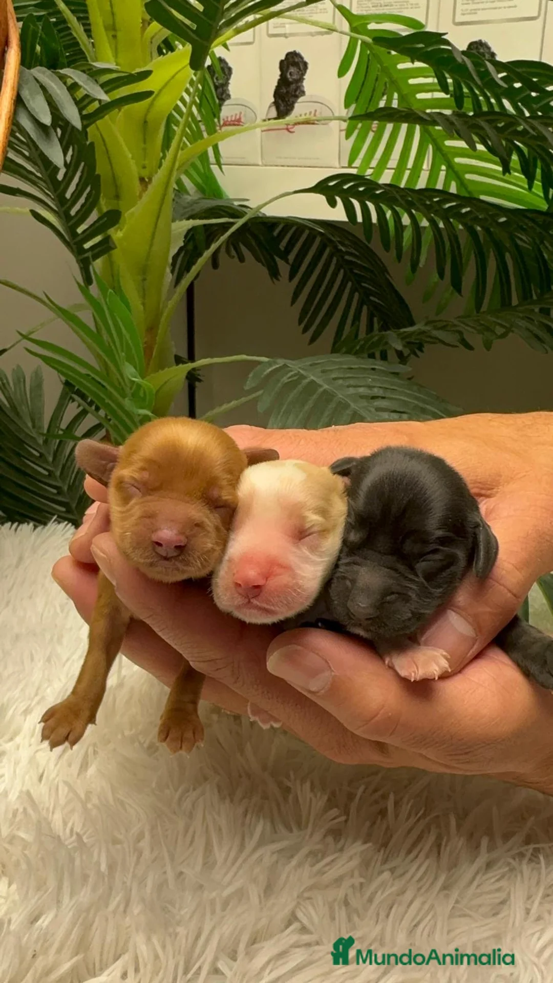 Cocker Spaniel Inglés perros en venta: COCKER SPANIEL INGLES - Anuncio 2