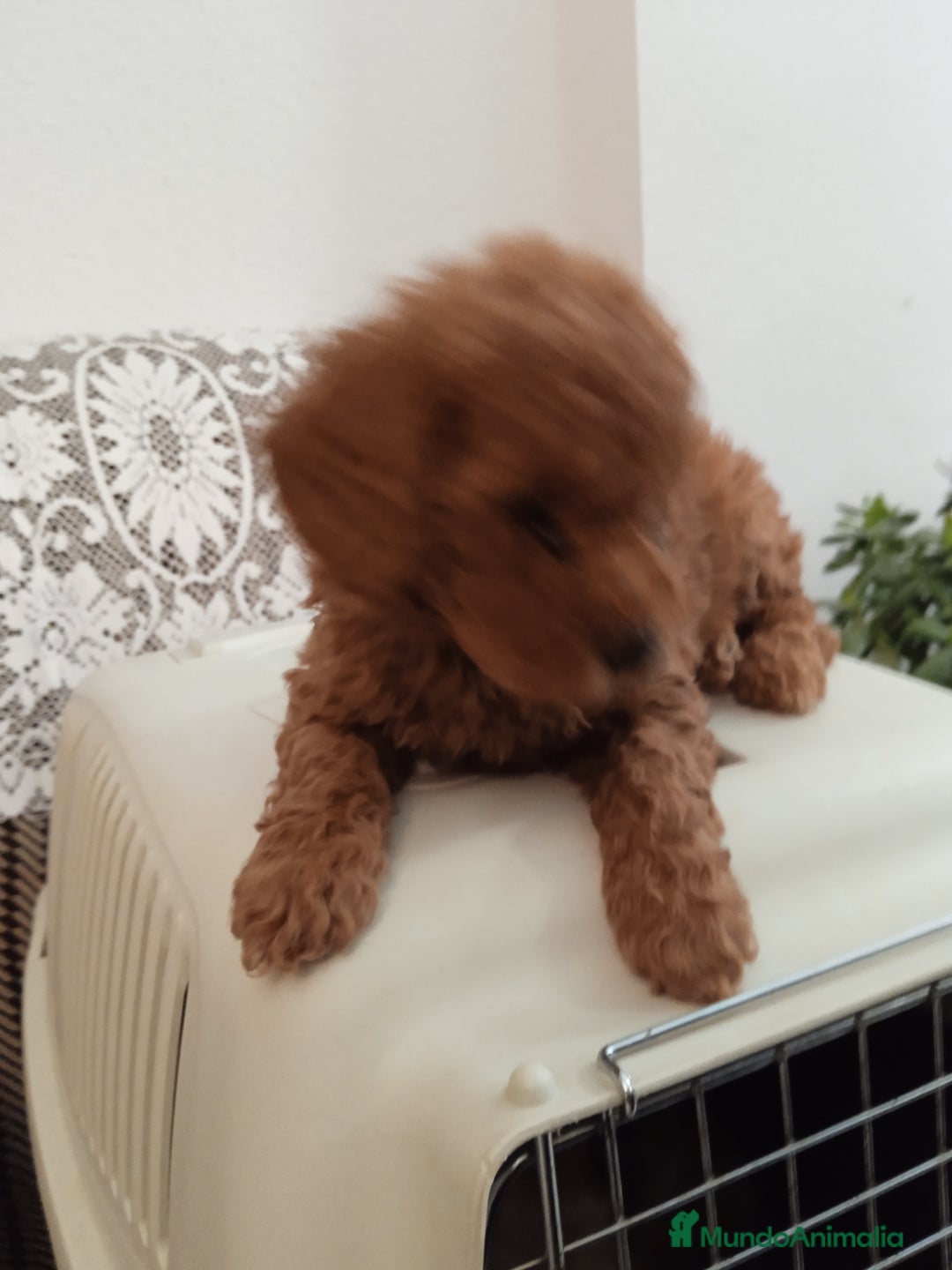 Caniche Enano perros en venta: Camada de caniches toy y enano  - Anuncio 5