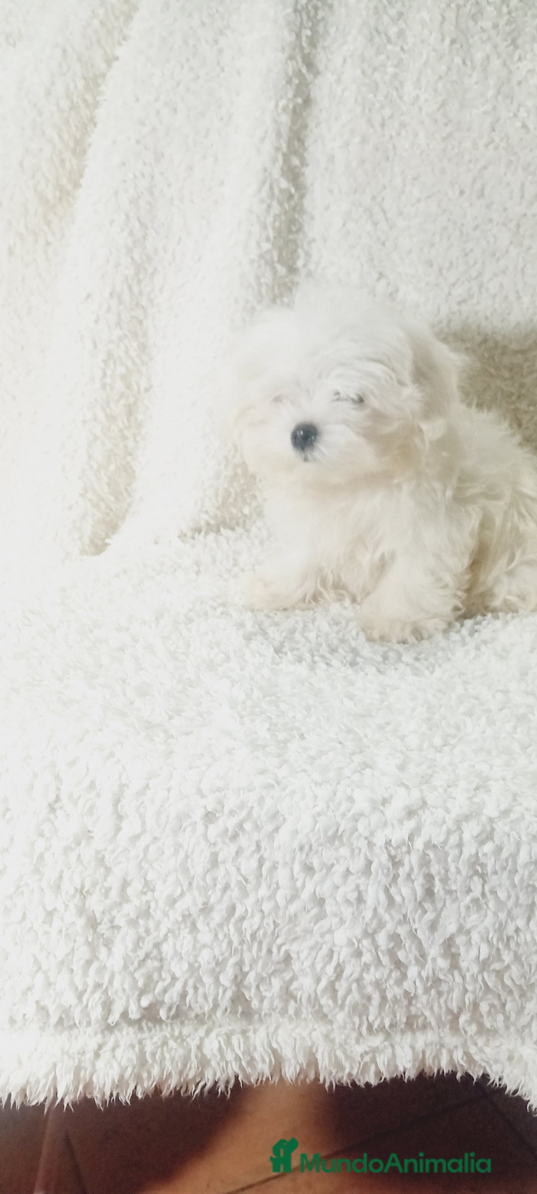 Bichón Maltés perros en venta: ‼️‼️Preciosa camada de bichón maltes toy  - Anuncio 3