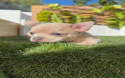 Chihuahua perros en venta: CHIHUAHUA HEMBRA - Anuncio 11